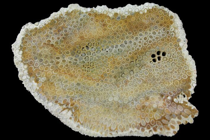 Polished, Fossil Coral Slab - Indonesia #121911